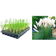 Dwarf Pampas Grass 30 Live Plants Cortaderia Selloana Pumila Compact Low Maintenance Drought Tolerant Ornamental Grass